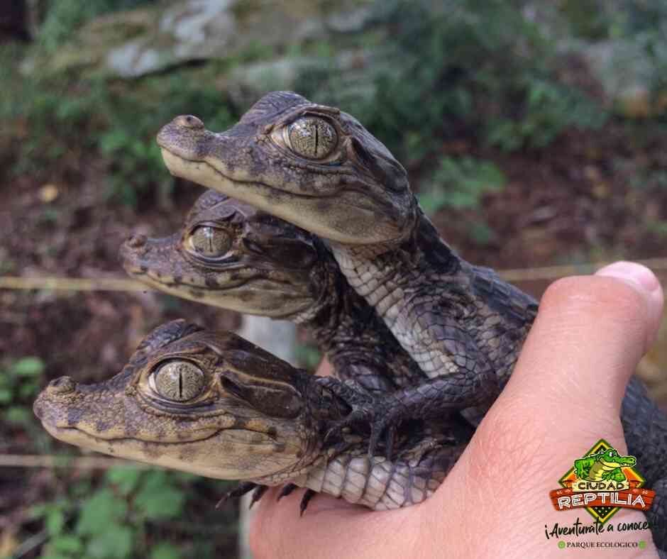 Ciudad Reptilia, ecological park near Melgar