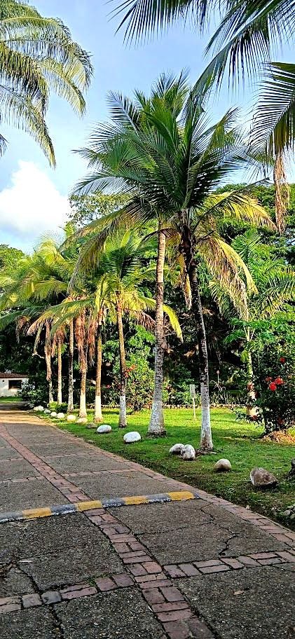 Walking path lined with tall palms inside a residential complex in Melgar