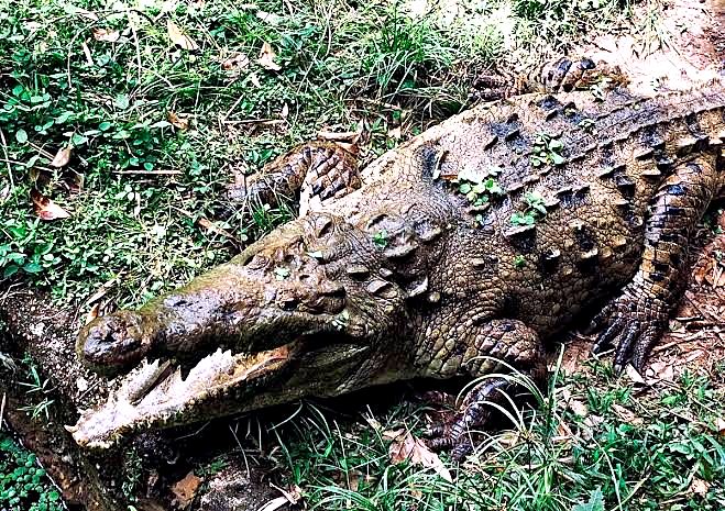A caiman resting on the grass at a wildlife park near Melgar, Tolima