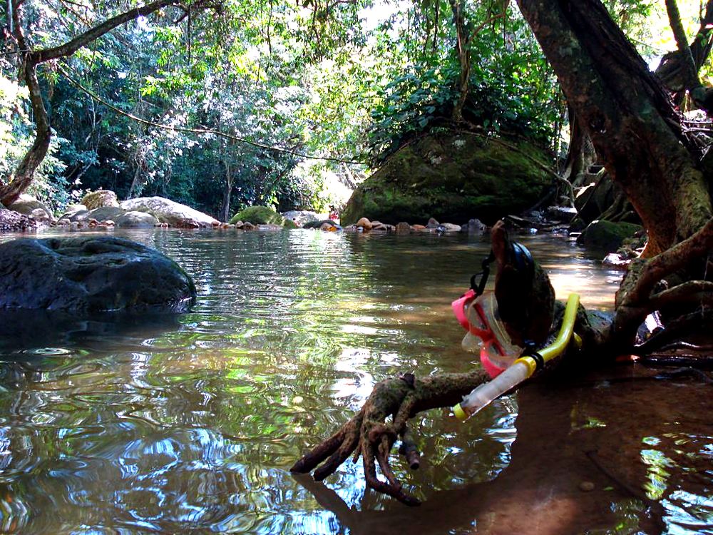 A calm creek surrounded by tropical vegetation and large tree roots near Melgar
