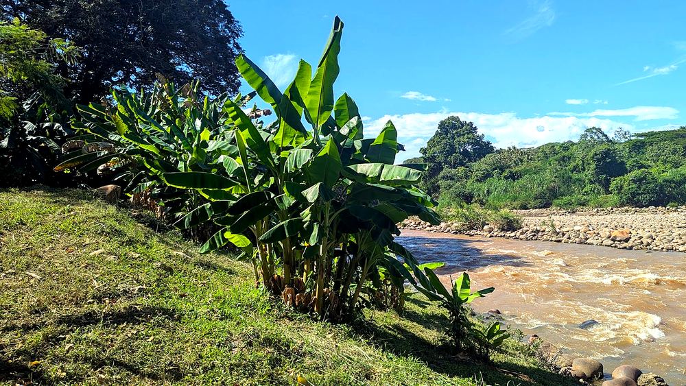 River and tropical vegetation near Melgar, Tolima