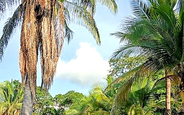 Avenida arbolada con palmeras altas en un condominio residencial de Melgar