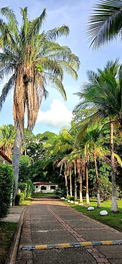 Avenida arbolada con palmeras altas dentro de un condominio residencial en Melgar