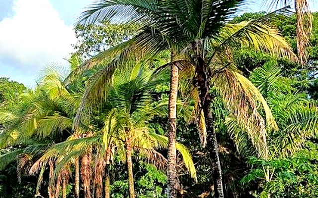 Camino peatonal bordeado de palmeras altas en un condominio de Melgar