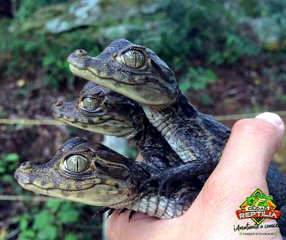 Tres babillas bebe sostenidas en una mano en Ciudad Reptilia, cerca de Melgar