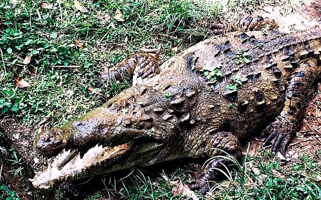 Caim&aacute;n en un parque de fauna cerca de Melgar, Tolima