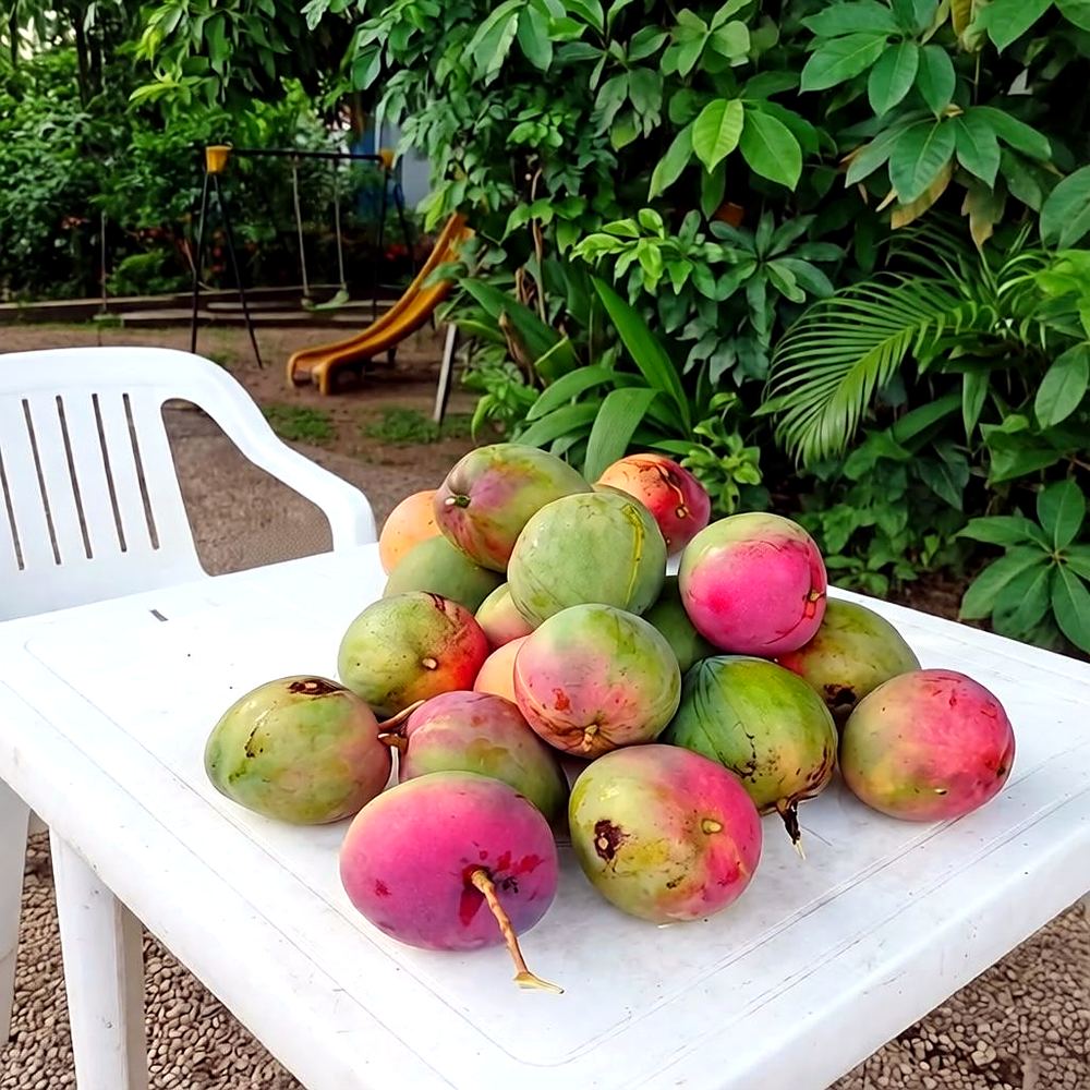 Mangos frescos sobre una mesa blanca en un patio en Melgar, Tolima