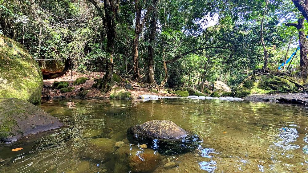 Aguas cristalinas y vegetación de una quebrada natural cerca de Melgar, Tolima